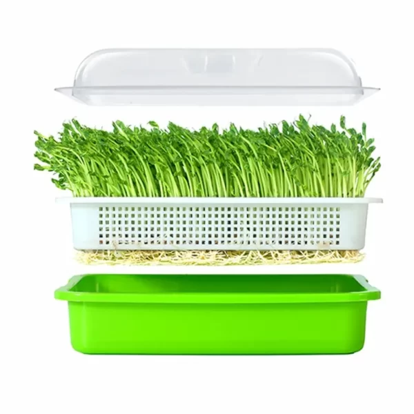 SPROUTING TRAY