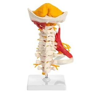 Anatomical Model for Cervical Lesion Screening