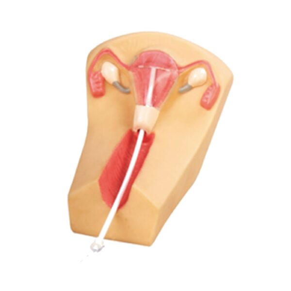 Uterus for IUD Insertion