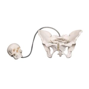 Birthing Demonstration Pelvis