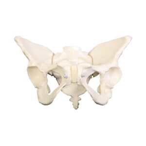 Obstetric Pelvis